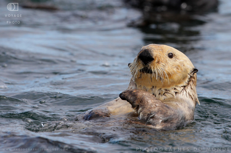 La loutre de mer Centerblog
