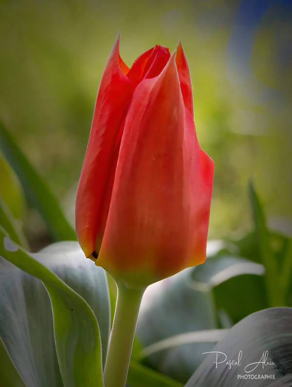 Tulipe rouge