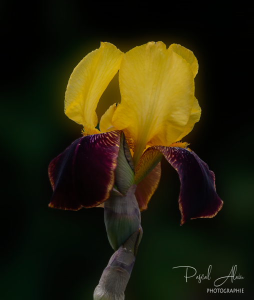 iris_MG_0389