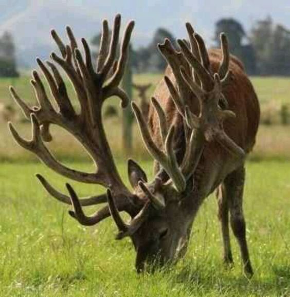 Paire De Bois De Cerf - 71 Cm - Occasion En Bon état - Idéal Pour Décoration Ou Collection