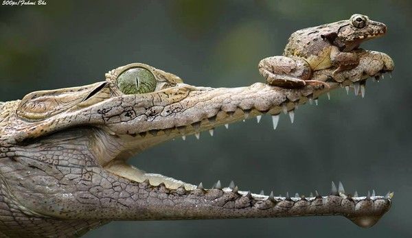 Croco transporteur....