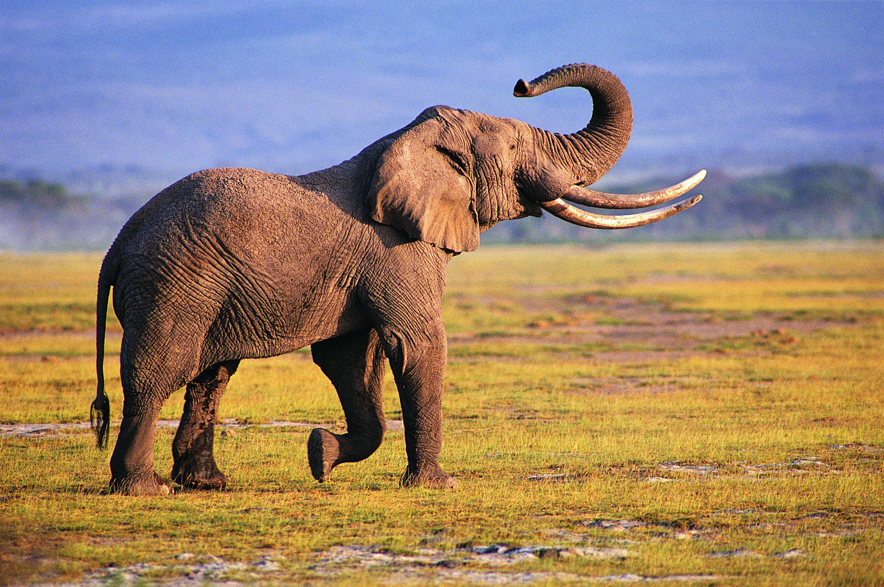 L'Eléphant