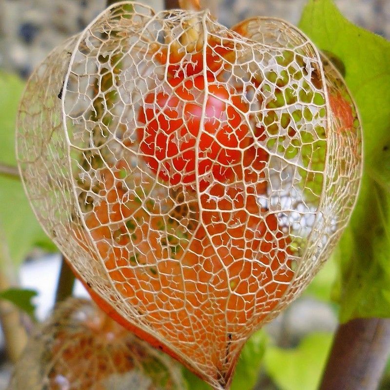 Physalis Alkekengi — free download